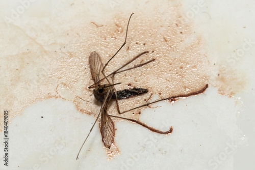 Close-up of a Dead Aedes Mosquito with Visible Fluid Discharge on a Dirty Surface