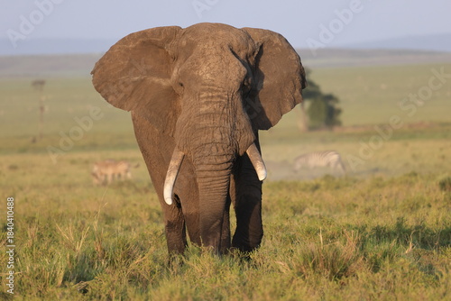elephant in savannah