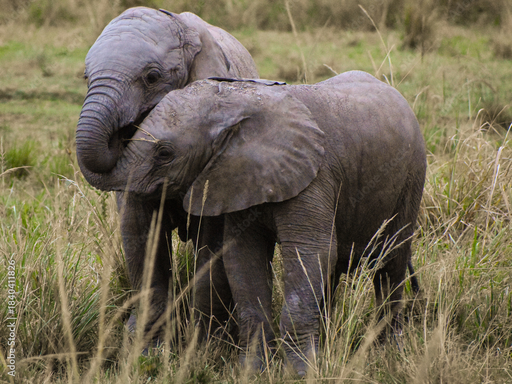 Fototapeta premium babies elephants