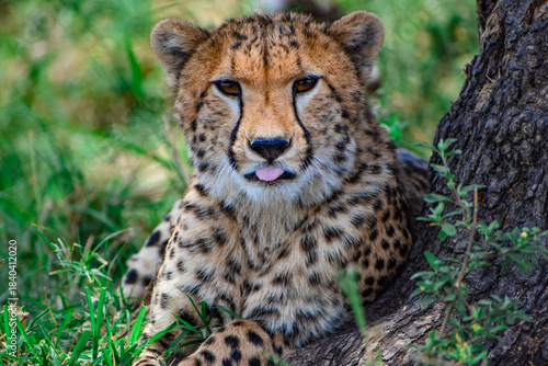 cheetah in the grass