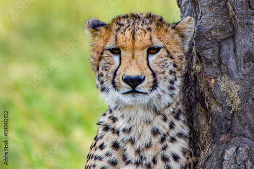 portrait of a cheetah