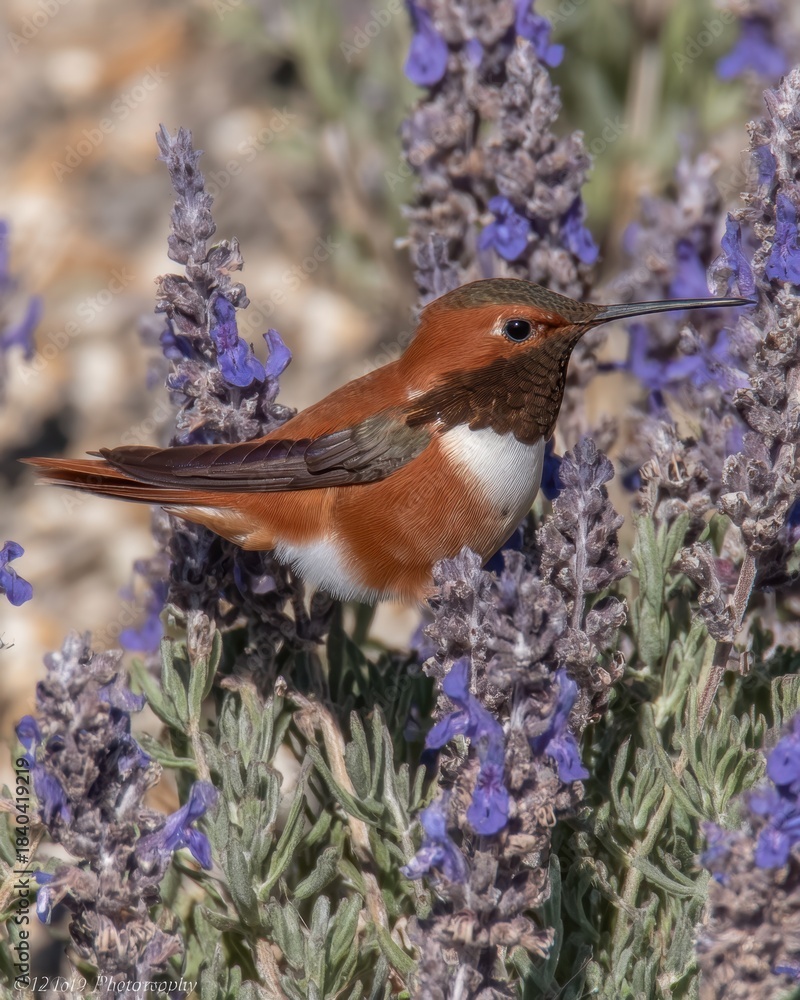 Naklejka premium Hummingbird feeding on purple lavender flower