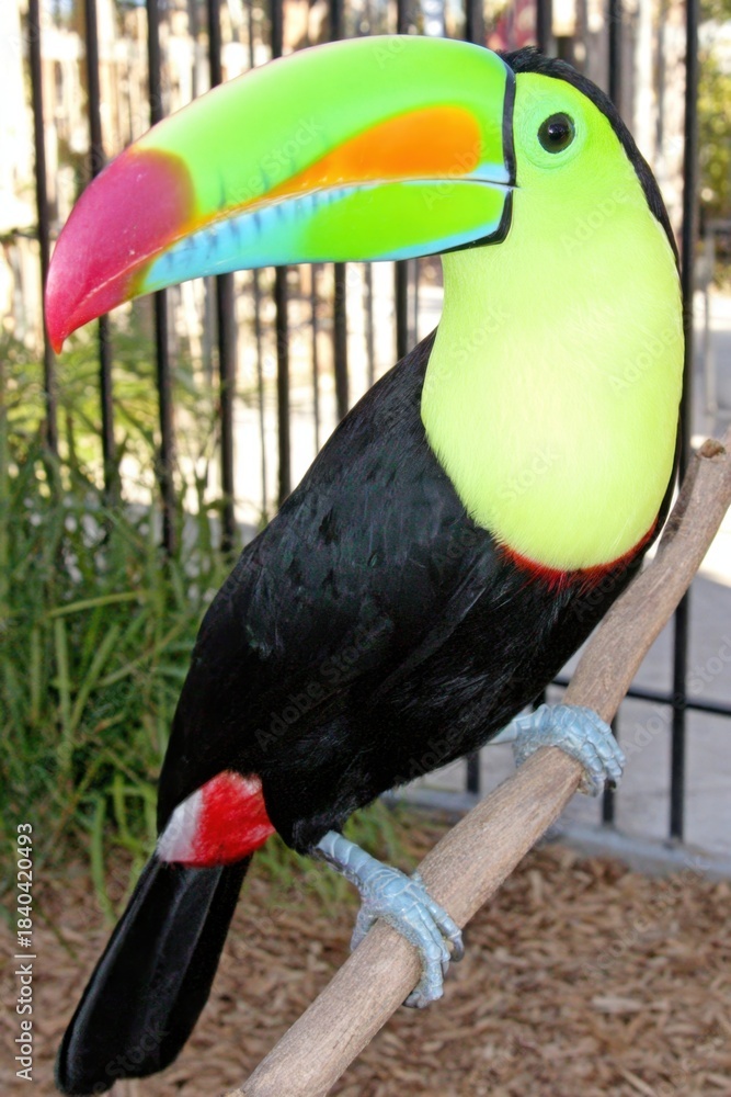 Obraz premium Vibrant toucan bird perched on a branch, showcasing its colorful features