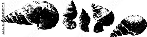 Black and white organic shell stencil illustration for artistic design