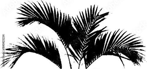 Black and white palm fronds stencil illustration with torn edges for urban design