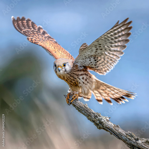 Female American kestrel