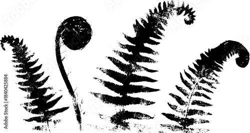 Black and white stencil art of spiraling fern tips for nature design