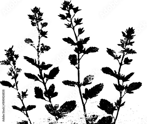 Black and white stencil of tall alpine shrubs for nature art design