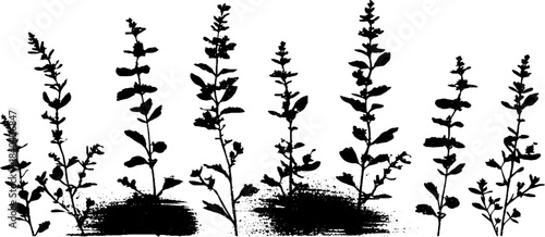 Black and white stencil of tall alpine shrubs for nature and design projects