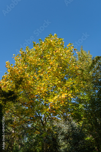 Tuliptree, American Tulip Tree, Tulip Poplar, Yellow Poplar, Whitewood with green and yellow autumn leaves against bright blue sky. Foliage is dense, and sunlight highlights the colors beautifully