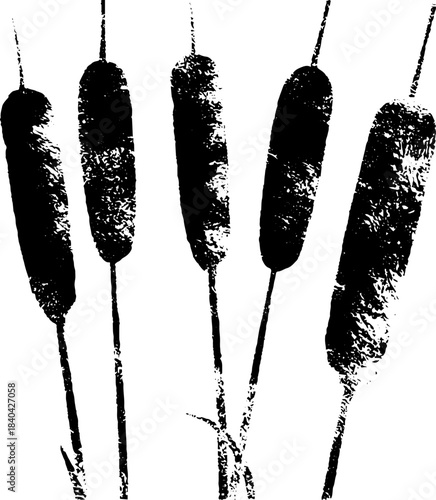 Black and white stencil illustration of tall marsh cattails for nature design