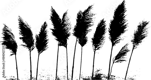 Black and white stencil of tall pampas grass for botanical art and design