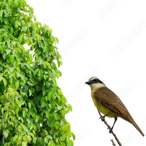 Bird
