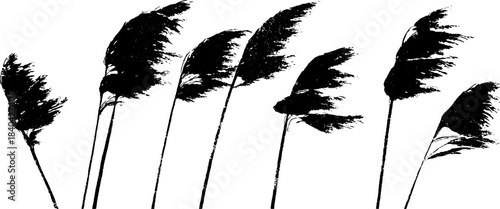 Black and white stencil of swaying tall reed plants for natural design