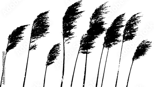 Black and white stencil illustration of tall steppe grasses in wind for design and decor