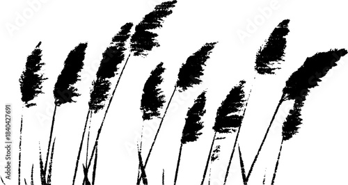 Black and white stencil illustration of tall steppe grasses for natural design elements