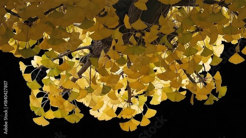 Golden Ginkgo Leaves Autumn Branch Nature Beauty