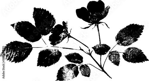 Black and white stencil of tangled winter bramble for urban art and design projects