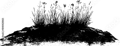 Black and white stencil illustration of thin alpine grass tuft for art and design
