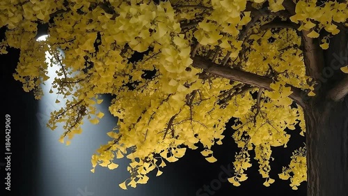 Yellow Ginkgo Tree Blossoms in Natural Sunset Light