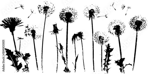 Black and white stencil illustration of woodland dandelion seeds
