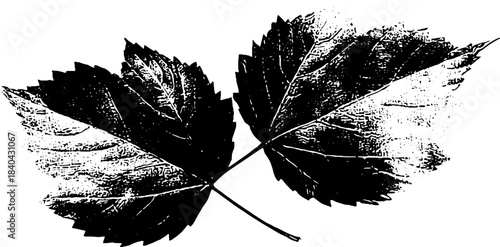 Black and white stencil of overlapping curled leaves illustration