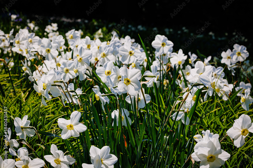 Fototapeta premium Beautiful White Daffodils Blooming in a Vibrant Garden Under Bright Sunlight