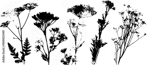 Black and white wild meadow seed cluster stencil art illustration for natural designs
