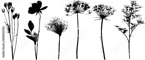Black and white stencil illustration of wild meadow seed clusters for nature and design projects