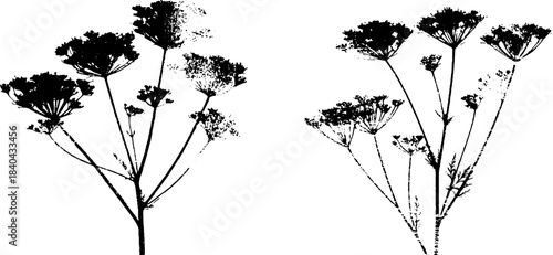 Black and white stencil illustration of wild meadow seed cluster silhouettes