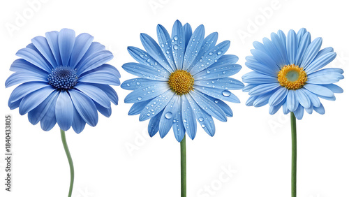 Three vibrant blue daisy flowers isolated on a clean white background showcasing delicate floral beauty