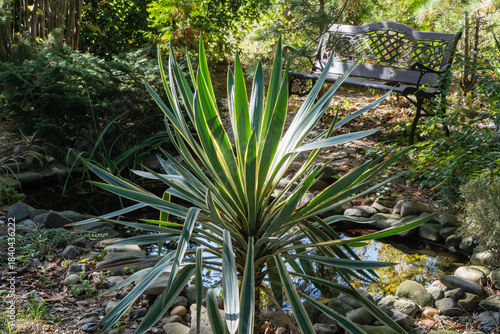 On bank of garden pond grows large, spiky, green and white striped yucca (Striped Yucca gloriosa Variegata), surrounded by rocks and small pond, with wooden bench in the shaded background