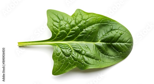 Fresh spinach leaf on white background isolated on white background