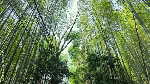 Arashiyama lush green bamboo grove forest