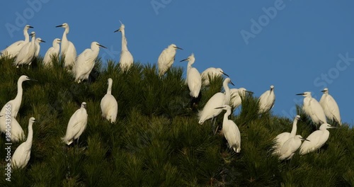 Little egrets (Egretta garzetta), perched on their dormitory trees. The Camargue, France.