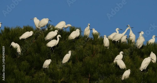 Little egrets (Egretta garzetta), perched on their dormitory trees. The Camargue, France.