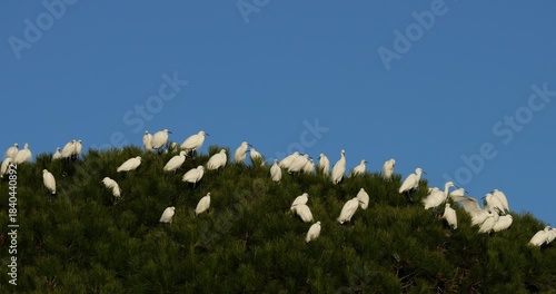Little egrets (Egretta garzetta), perched on their dormitory trees. The Camargue, France.