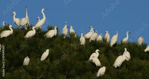 Little egrets (Egretta garzetta), perched on their dormitory trees. The Camargue, France.