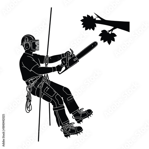 Arborist or tree surgeon suspended by rope using chainsaw to trim tree branches