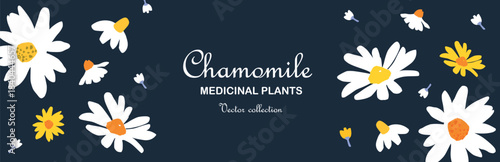 Medical Herbal Chamomile banner. Hand drawn Daisies header for Pharmacy, cosmetics, website