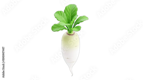 Fresh Daikon Radish Isolated on White Background