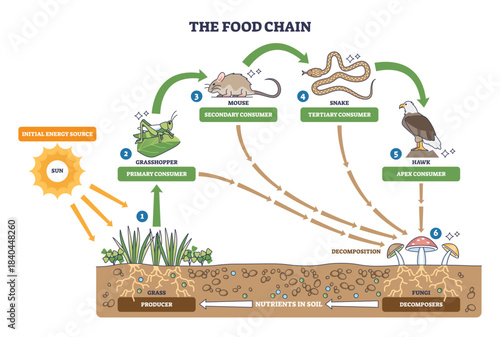 Food chain brief outline shows energy transfer from sun to hawk via grass, grasshopper, mouse, fungi recycle nutrients, transparent background.Main, sun, grasshopper, hawk.
