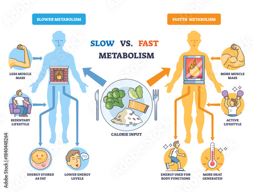 Fast vs Slow Metabolism comparison with two body silhouettes, fire in torso, and calorie plate, explaining energy burn and lifestyle impact, transparent background.