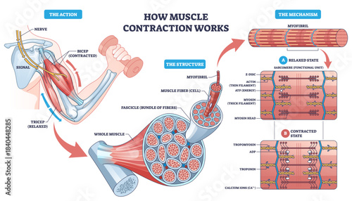 Muscle contraction mechanism shown through a bicep curl, nerve signal drives actin myosin sarcomere shortening, key objects, bicep, myofibril, sarcomere, transparent background.