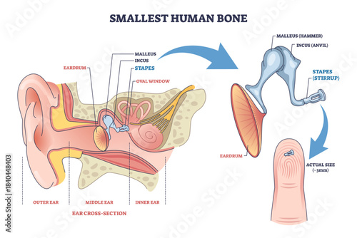Smallest human bone diagram shows the stapes in the middle ear, with ossicles and eardrum labeled, explaining hearing mechanics and scale on fingertip, transparent background.