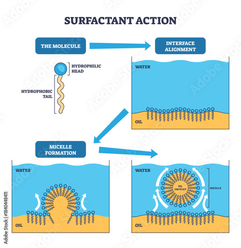 Surfactant action outline shows molecules aligning at the water-oil interface and forming micelles, key objects, hydrophilic head, hydrophobic tail, oil droplet, transparent background.