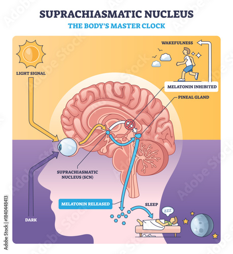 Suprachiasmatic nucleus master clock guides circadian rhythm by light to SCN and pineal gland, brain, eye, melatonin pathway shown, transparent background.