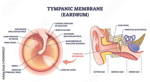 Tympanic membrane brief diagram shows eardrum anatomy and sound path with malleus handle, ear canal, and ossicles highlighted for teaching and diagnosis, transparent background.