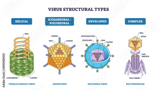 Virus structural types shown with helical, icosahedral, enveloped, and complex forms, key parts include capsid, RNA, envelope, transparent background.