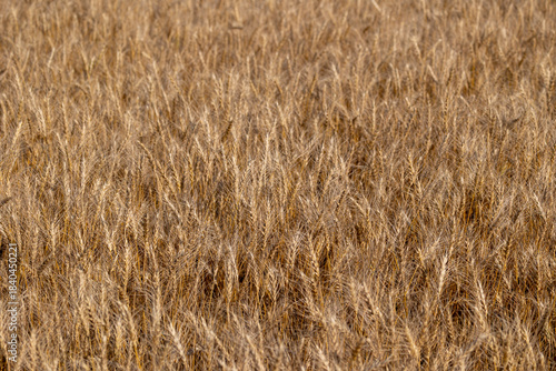 背景素材　穀物